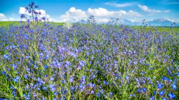 Blue wildflowers wobble against the backdrop of mountains in sunny weather in spring — Stock Video