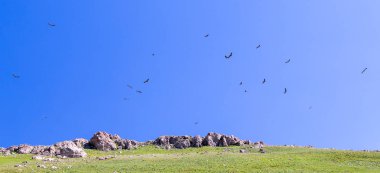 Bir sürü kartal uçuş mavi gökyüzü