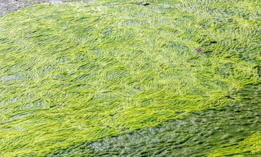 yukarıdan çamurlu bataklık görünümün Soyut doku