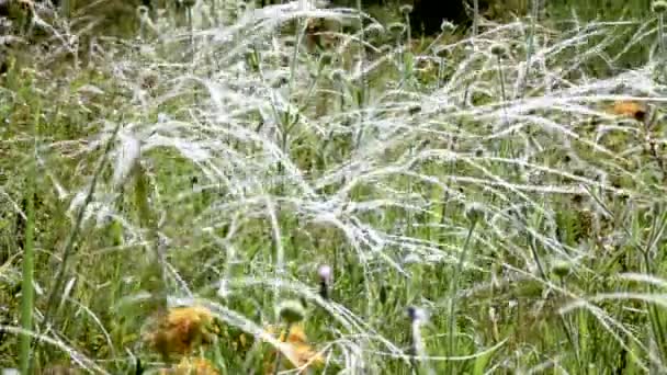 Feather grass waving in a weak wind — Stock Video