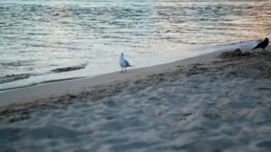 bir beyaz martı batımında sahilde yürüyor, bir karga tarafından tahrik edilmektedir.