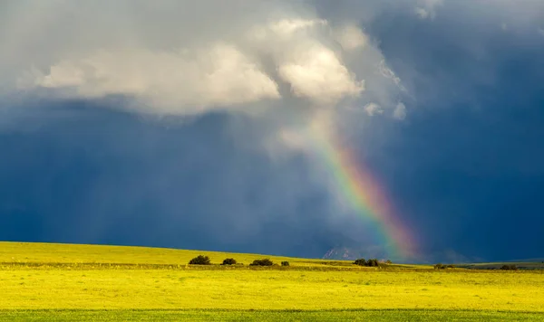 Rainbow shines from clouds on a dark background in a wheat field