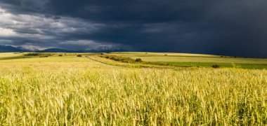 fırtına fırtına buğday alanında