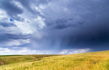 fırtına fırtına buğday alanında