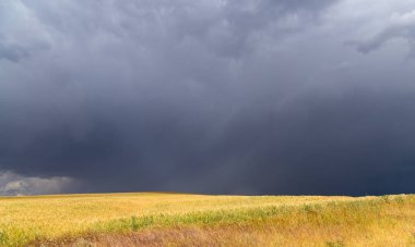 fırtına fırtına buğday alanında
