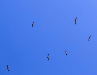 Bir sürü kartal uçuş mavi gökyüzü