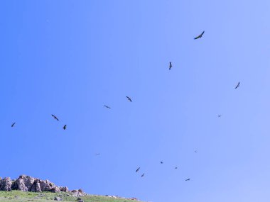 Bir sürü kartal uçuş mavi gökyüzü