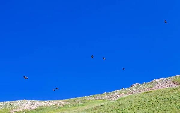 Ein Schwarm Adler im Flug gegen den blauen Himmel — Stockfoto