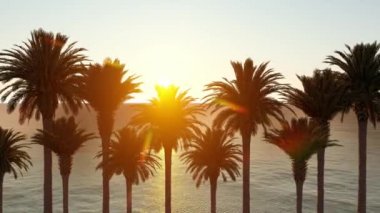 palmiye sokak yakın, alt görünümü seyahat