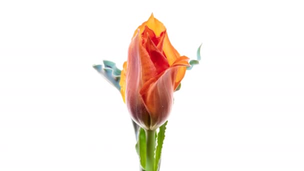 Bud of wild tulip blooms on white background — Stock Video