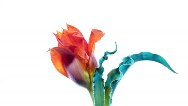 Kvetoucí divoký šedý tulipán na bílém pozadí — Stock video