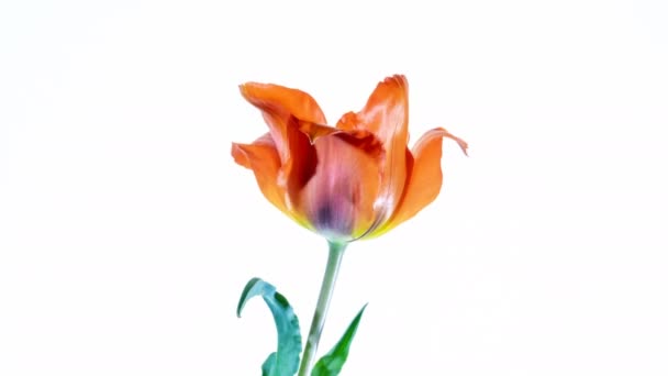 Flowering wild gray tulip on a white background — Stock Video