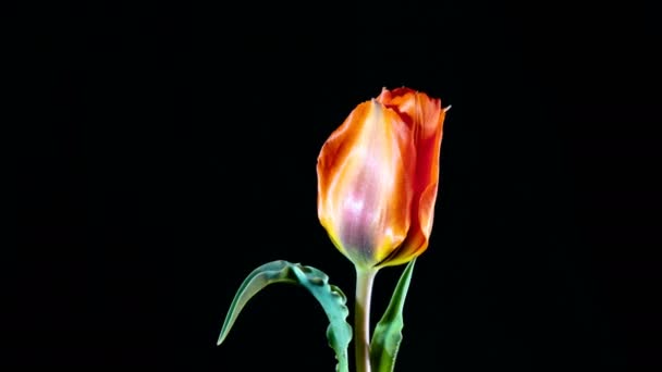 Квітучий дикий сірий тюльпан на білому тлі — стокове відео