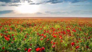 Mayıs ayında çiçekli haşhaş alanı