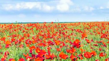 Mayıs ayında çiçekli haşhaş alanı