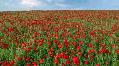 Mayıs ayında çiçekli haşhaş alanı