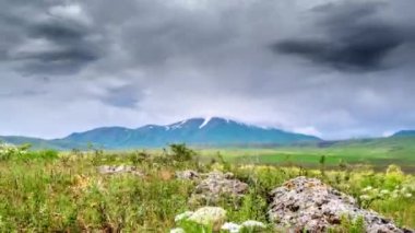 Fırtına sırasında dağların arka planındaki kır çiçekleri.