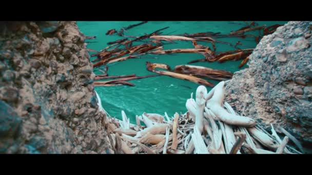 Trockene Baumstämme Schwimmen Blauem Wasser Nahaufnahme — Stockvideo