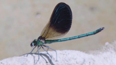 Karanlık kanatlı yusufçuk nehrin kıyısında oturur.