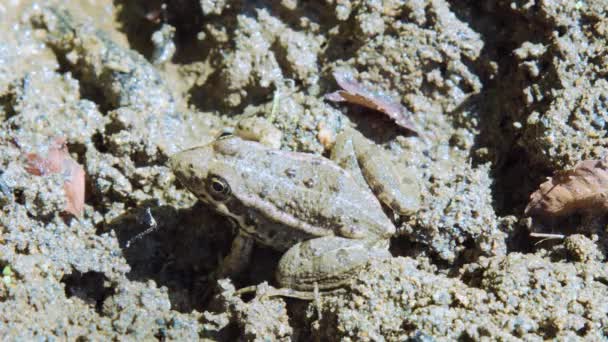 Küçük Bir Kurbağa Çamurda Oturur Sonra Aniden Zıplar — Stok video