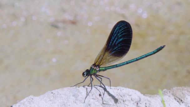 Dark Winged Dragonfly Sits Bank River — Stock Video