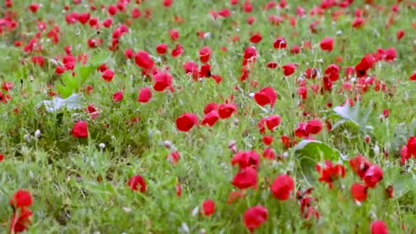 Blommande vallmo fält efter regnet — Stockvideo
