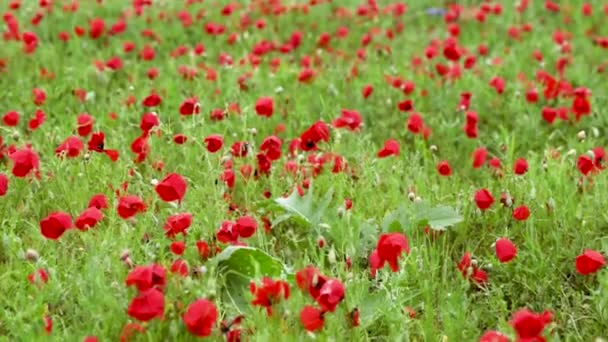 Blooming poppy field after the rain — Stock Video