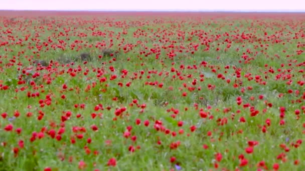 Цветущее маковое поле после дождя — стоковое видео