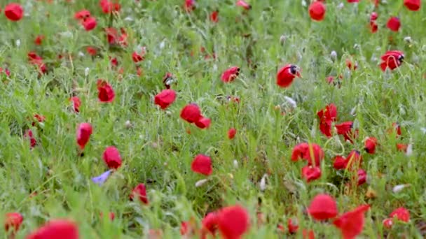 Campo de amapola floreciente después de la lluvia — Vídeos de Stock