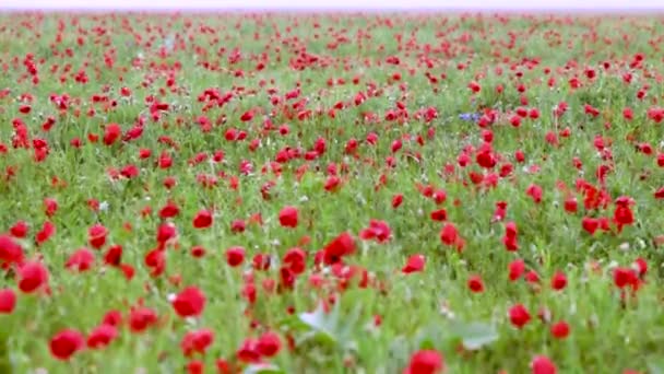 Bloeiende Poppy veld na de regen — Stockvideo