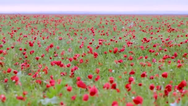 Blooming poppy field after the rain — Stock Video