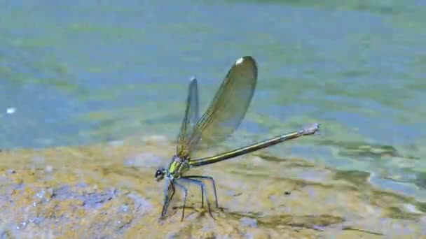 Dragonfly with dark wings — Stock Video
