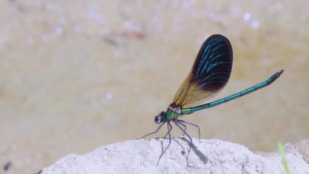 Dragonfly with dark wings — Stock Video