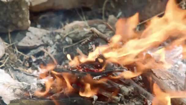 आग में सूखे शाखाओं को जला रहा है — स्टॉक वीडियो