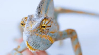 Beyaz arkaplanda bukalemun kafası