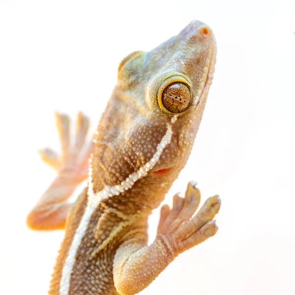 Amarelo Gecko close-up em um fundo branco — Fotografia de Stock