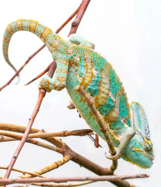 Green chameleon close-up on a white background. — Stock Photo, Image