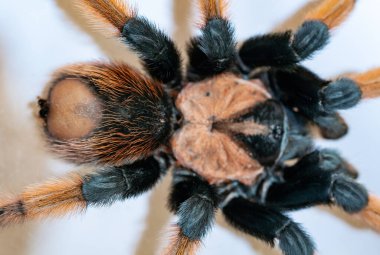 Hafif arka planda kıllı tarantula örümceği