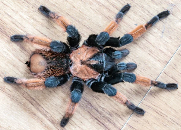 Harige tarantula spin op een lichte achtergrond — Stockfoto