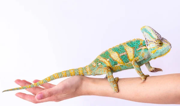 Zelená chameleon na dívčí ruce na bílém pozadí. — Stock fotografie