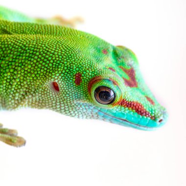 Gecko beyaz arkaplanda yakın plan çekiyor.