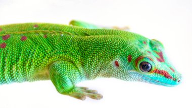 Gecko beyaz arkaplanda yakın plan çekiyor.