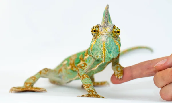 Camaleão verde em uma mão de meninas em um fundo branco . — Fotografia de Stock