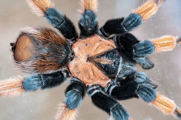 Aranha tarântula peluda em um fundo leve — Fotografia de Stock