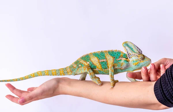 Camaleão verde em uma mão de meninas em um fundo branco . — Fotografia de Stock