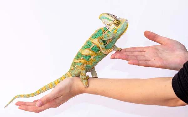 Caméléon vert sur une main de filles sur un fond blanc . — Photo