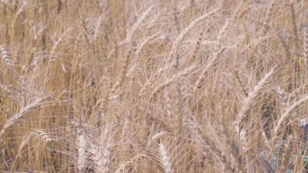 Espigas maduras de trigo en tiempo soleado — Vídeos de Stock