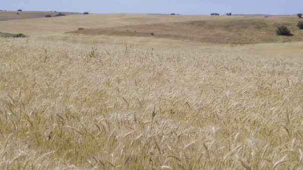 天気の良い日に小麦の耳を熟す — ストック動画