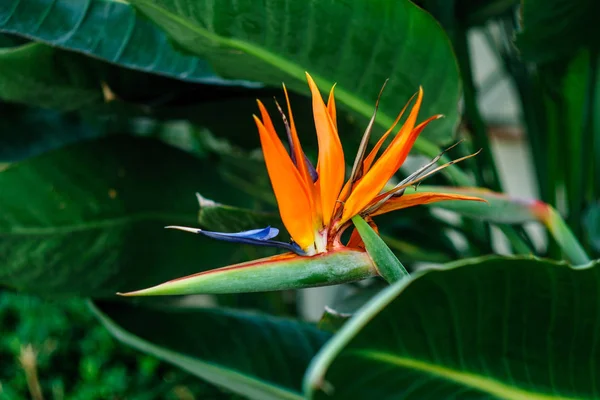 Flower Bird Paradise Leaves Garden — Stock Photo, Image