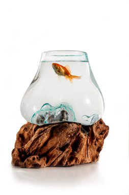 Altın balık dekoratif fishbowl ayakta beyaz arka plan üzerinde ahşap stand yalıtım üzerinde. Akvaryum balık İran Nauryz için